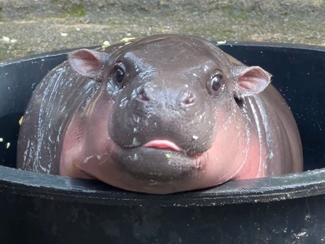 ฮิปโปโปเตมัส(หมูเด้ง)